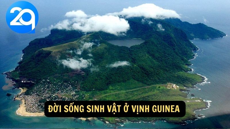 Đời sống sinh vật ở Vịnh Guinea 